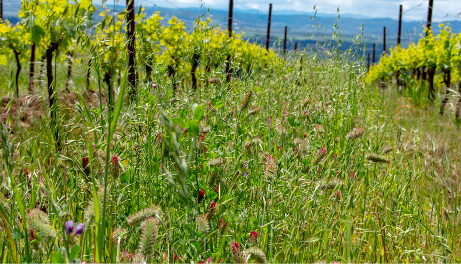 grapevine field