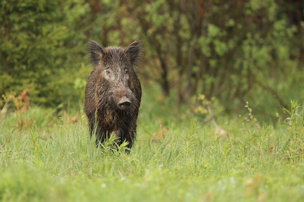 Wild Boar