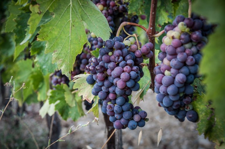 Sangiovese Grapes